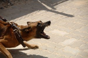 south carolina dog bite lawyers