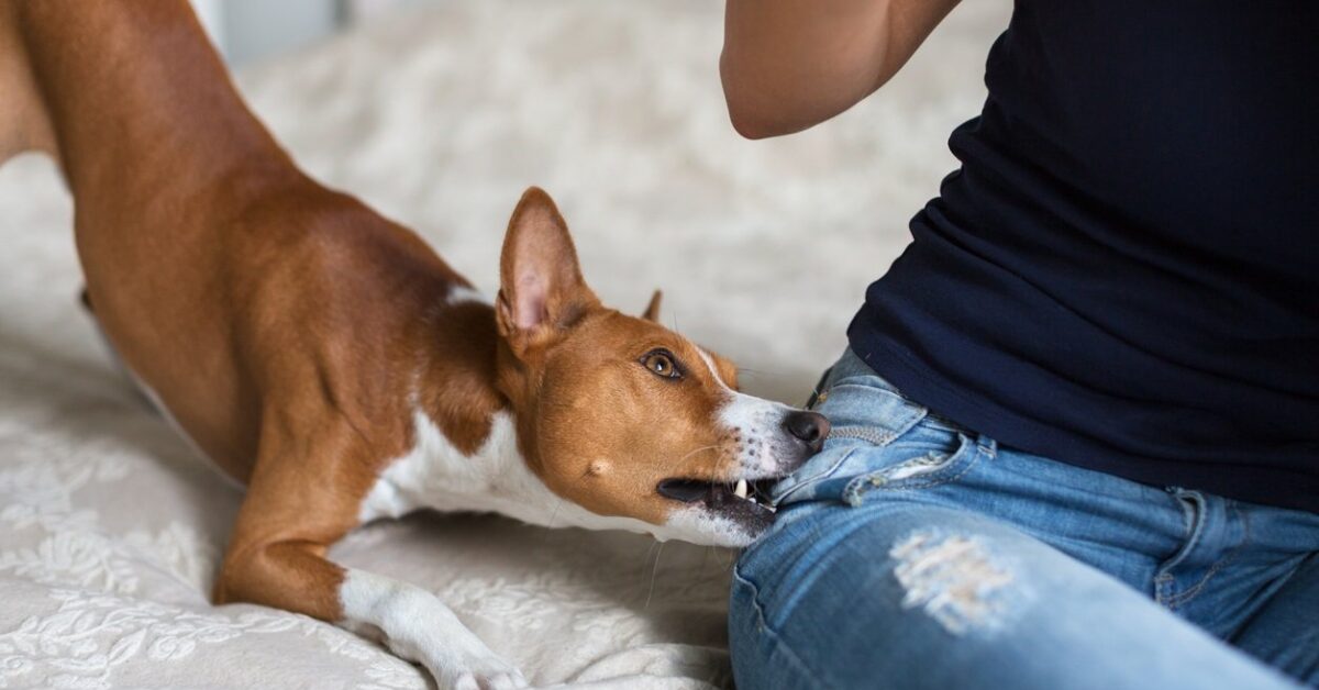 Dog bite