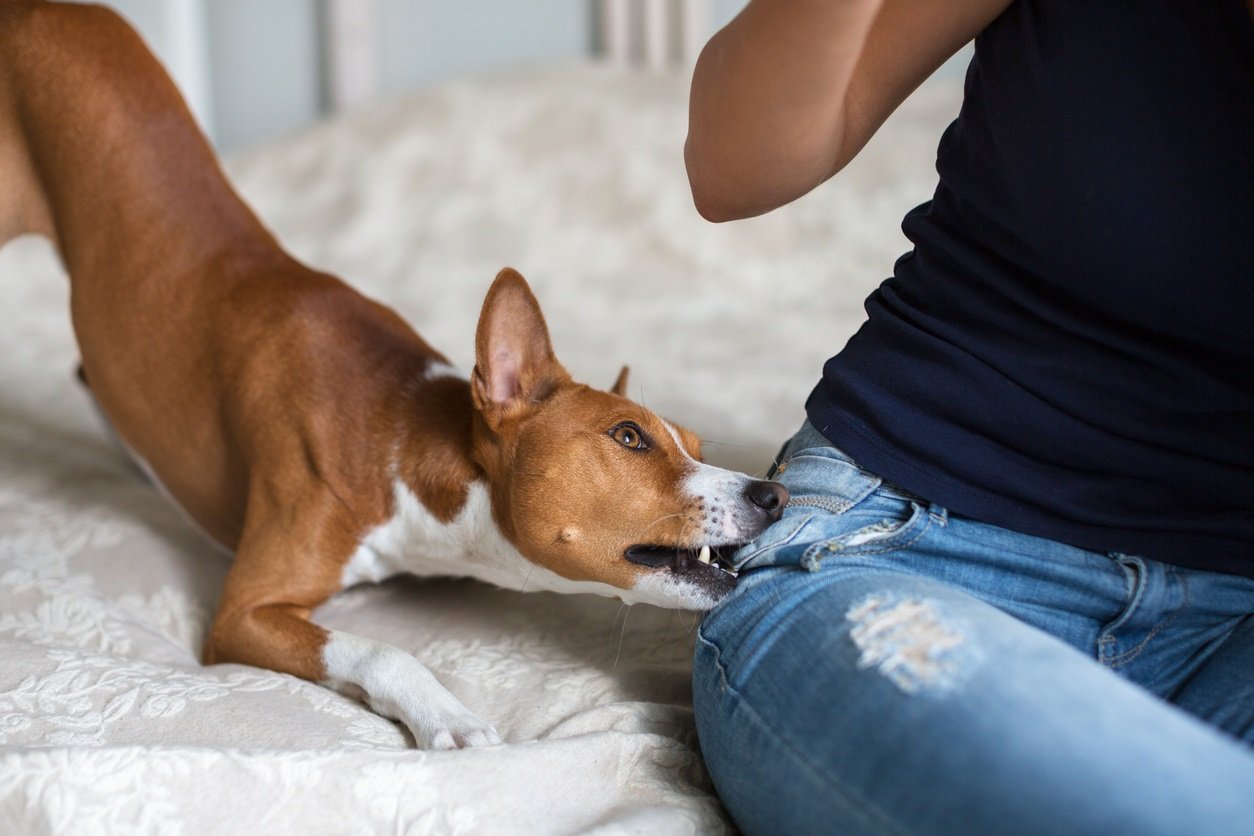 Dog Bite Safety: Stats, Facts, and Tips - Stewart Law Offices