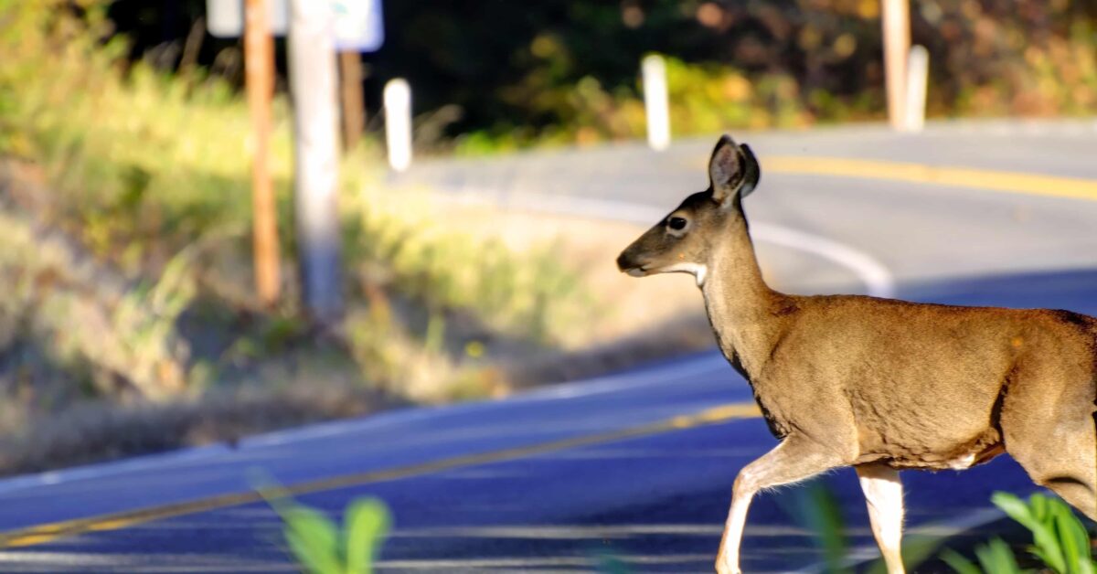 deer on shoulder of curvy road about to cross
