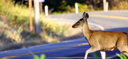 deer on shoulder of curvy road about to cross