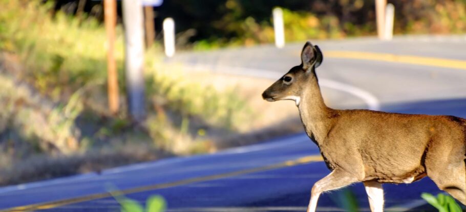 deer on shoulder of curvy road about to cross