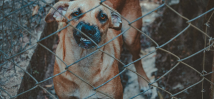 Perro amenazante que podría ser causante de lesiones personales.