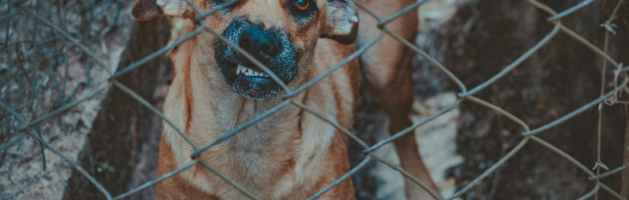 Perro amenazante que podría ser causante de lesiones personales.