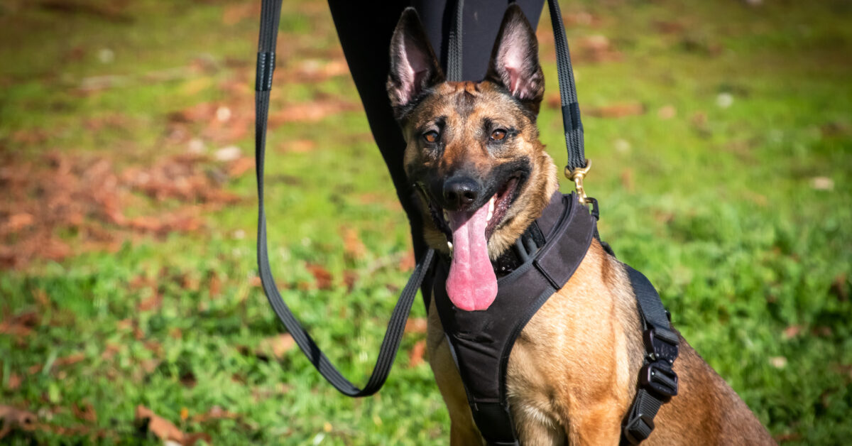 dog standing beside owner on a leash