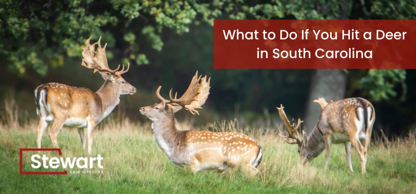 What to Do If You Hit a Deer in South Carolina