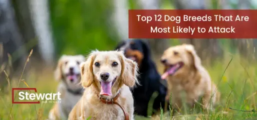 Top 12 Dog Breeds That Are Most Likely to Attack Photo