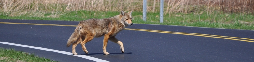 Animal Crossing the Street Car Accident Lawyer in Columbia, SC