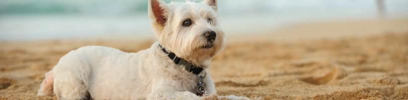 Charlotte Dog Bite Accident Lawyers