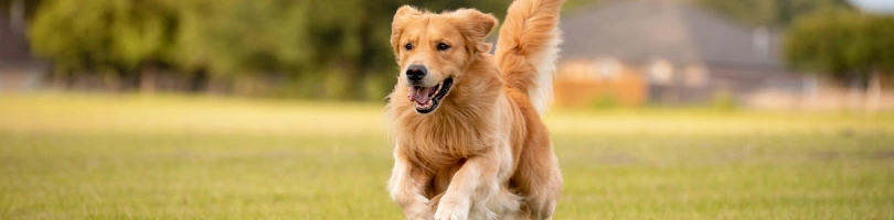 Columbia Dog Bites Accident Lawyer