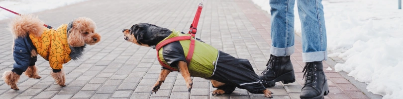 Lexington Dog Bites Accident Lawyer