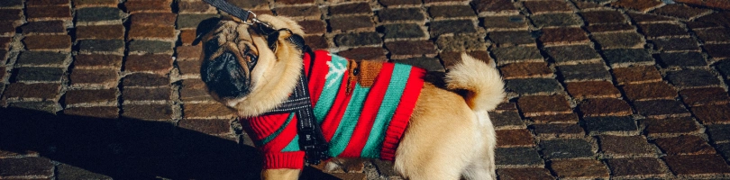 Rock Hill Dog Bites Accident Lawyer