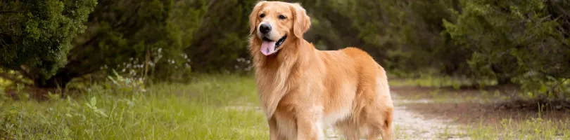 Spartanburg Dog Bite and Animal Attack Lawyer